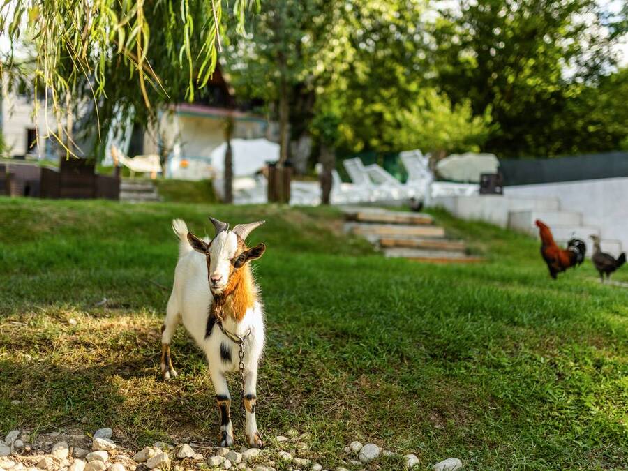 Grandeur Sapanca shared grounds &mdash; garden, pool and seating areas 7